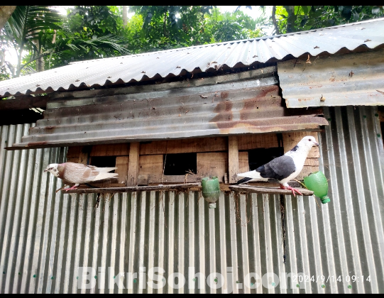 খোপসহ কবুতর বিক্রি করা হবে